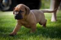 Bullmastiff Puppies for sale in Central Ave, Jersey City, NJ, USA. price: NA