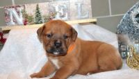 Bullmastiff Puppies for sale in Stewarts Point, CA 95480, USA. price: NA