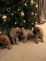 Bullmastiff Puppies for sale in Florida Blvd, Baton Rouge, LA, USA. price: NA