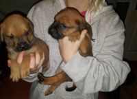 Bullmastiff Puppies for sale in 813 FL-436, Altamonte Springs, FL 32714, USA. price: NA