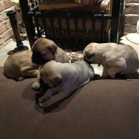 Bullmastiff Puppies for sale in Ohio Pike, Amelia, OH 45102, USA. price: NA