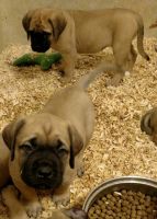 Bullmastiff Puppies for sale in Las Vegas Trail, Fort Worth, TX, USA. price: NA