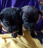 Bullmastiff Puppies for sale in Florida City, FL, USA. price: NA