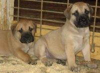 Bullmastiff Puppies for sale in Cincinnati, OH, USA. price: NA