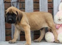 Bullmastiff Puppies for sale in Bowman, SC 29018, USA. price: NA