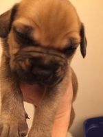 Bullmastiff Puppies for sale in Brentwood, CA 94513, USA. price: NA