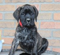 Bullmastiff Puppies for sale in Colorado Springs, CO, USA. price: NA