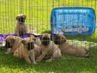 Bullmastiff Puppies for sale in Cheyenne, WY, USA. price: NA