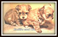 Bullmastiff Puppies for sale in Sherrodsville, OH 44675, USA. price: NA