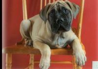 Bullmastiff Puppies for sale in Louisville, KY, USA. price: NA