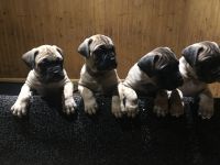 Bullmastiff Puppies for sale in Minneapolis, MN, USA. price: NA