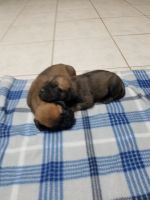 Bullmastiff Puppies for sale in Williamston, NC 27892, USA. price: NA