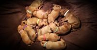 Bullmastiff Puppies for sale in Worthington, IA 52078, USA. price: NA