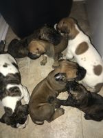 Bullmastiff Puppies for sale in Fort Myers, FL 33908, USA. price: NA