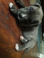 Bullmastiff Puppies for sale in Converse, TX 78109, USA. price: NA