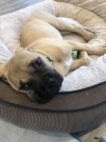 Bullmastiff Puppies for sale in 32 7th Pl, Long Beach, CA 90802, USA. price: NA