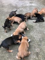 Bullmastiff Puppies for sale in Jonesboro, GA 30238, USA. price: NA