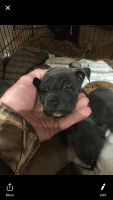 Bullmastiff Puppies for sale in Texarkana, TX 75501, USA. price: NA