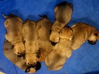 Bullmastiff Puppies for sale in 1606 Grove Dr, Round Lake Beach, IL 60073, USA. price: NA