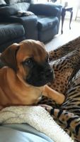 Bullmastiff Puppies for sale in Stover, MO 65078, USA. price: NA