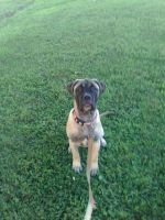 Bullmastiff Puppies for sale in Bonnieville, KY 42713, USA. price: NA