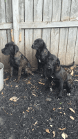 Bullmastiff Puppies for sale in Missouri City, TX, USA. price: NA