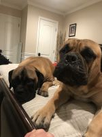 Bullmastiff Puppies for sale in Wantagh, NY, USA. price: NA