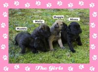 Bullmastiff Puppies for sale in Grand Haven, MI, USA. price: NA