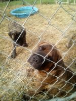 Bullmastiff Puppies for sale in Owenton, KY 40359, USA. price: NA