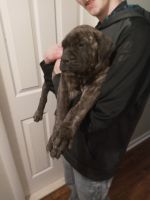 Bullmastiff Puppies for sale in Lake Orion, Orion Charter Township, MI 48362, USA. price: NA