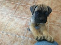Bullmastiff Puppies for sale in Grand Junction, CO, USA. price: NA