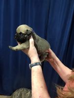 Bullmastiff Puppies for sale in 384 Dyess Bridge Rd, Waynesboro, MS 39367, USA. price: NA