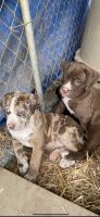 Bullmastiff Puppies for sale in Glenn Dale, MD, USA. price: NA