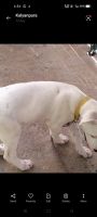 Bully Kutta Puppies for sale in Behror, Rajasthan 301701, India. price: 10000 INR