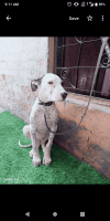 Bully Kutta Puppies for sale in Pooth Kalan, Rohini, Delhi, India. price: 10000 INR
