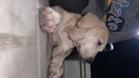 Bully Kutta Puppies for sale in Chennai, Tamil Nadu, India. price: 35000 INR