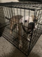Bully Kutta Puppies for sale in 4940 SW 319th Ln, Federal Way, WA 98023, USA. price: NA