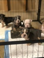 Bully Kutta Puppies for sale in Jackson, MI, USA. price: NA
