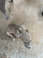 Bully Kutta Puppies for sale in Shelby, NC, USA. price: NA