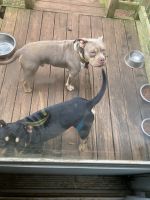 Bully Kutta Puppies for sale in Greenwood, SC, USA. price: NA