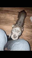 Bully Kutta Puppies for sale in Willoughby, OH 44094, USA. price: NA