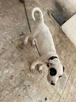 Bully Kutta Puppies for sale in Dindigul, Tamil Nadu, India. price: 60000 INR