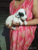 Bully Kutta Puppies for sale in Delhi, India. price: 2,000 INR