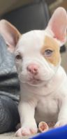 Bully Kutta Puppies for sale in Las Vegas, Nevada. price: $5,500