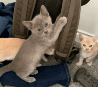 Burmese Cats for sale in Texas City Dike, Texas City, TX, USA. price: NA