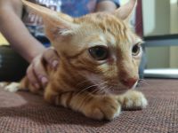 Burmese Cats Photos
