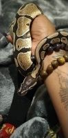 Burmese Python Reptiles for sale in Loganville, GA 30052, USA. price: NA