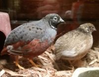 Buttonquail Birds for sale in Orting, WA 98360, USA. price: NA