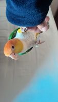 Caique Birds for sale in Queens, NY, USA. price: NA