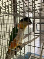 Caique Birds for sale in St. Petersburg, FL, USA. price: NA